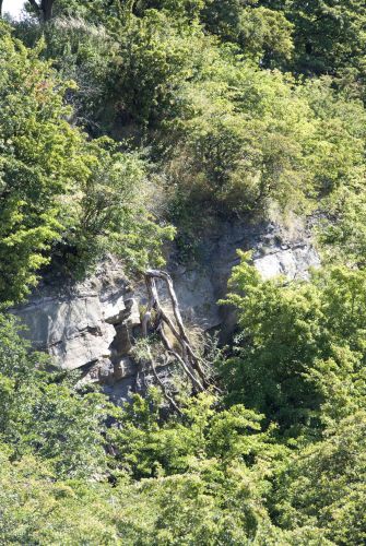 Former sandstone quarry, Burntisland (Dodhead) Golf Course, now much overgrown